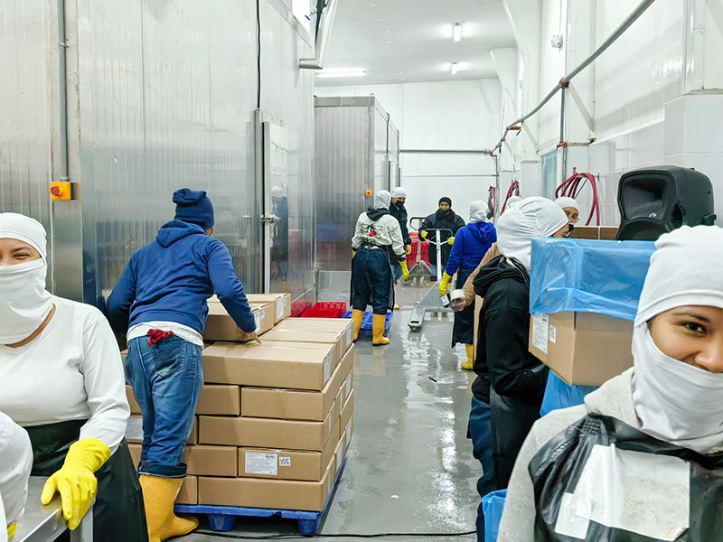 Congelador rápido en salmuera de 2000 kg/h para camarones congelados en Ecuador