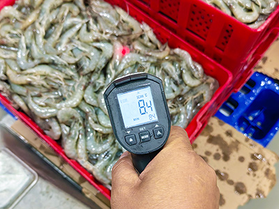 Congelador rápido en salmuera de 2000 kg/h para camarones congelados en Ecuador