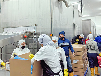 Congelador rápido en salmuera de 2000 kg/h para camarones congelados en Ecuador