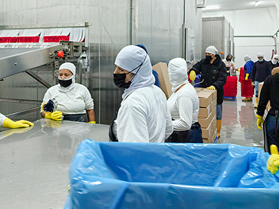Congelador rápido en salmuera de 2000 kg/h para camarones congelados en Ecuador